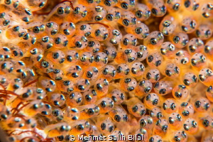 Clownfish embryogenesis. by Mehmet Salih Bilal 